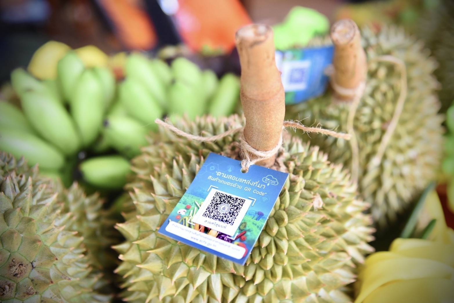 ข่าวราชการ, รัฐวิสาหกิจ - มกอช. ยกระดับทุเรียนภูเขาไฟศรีสะเกษ แนะเกษตรใช้ know how ระบบตามสอบย้อนกลับ QR Trace on Cloud