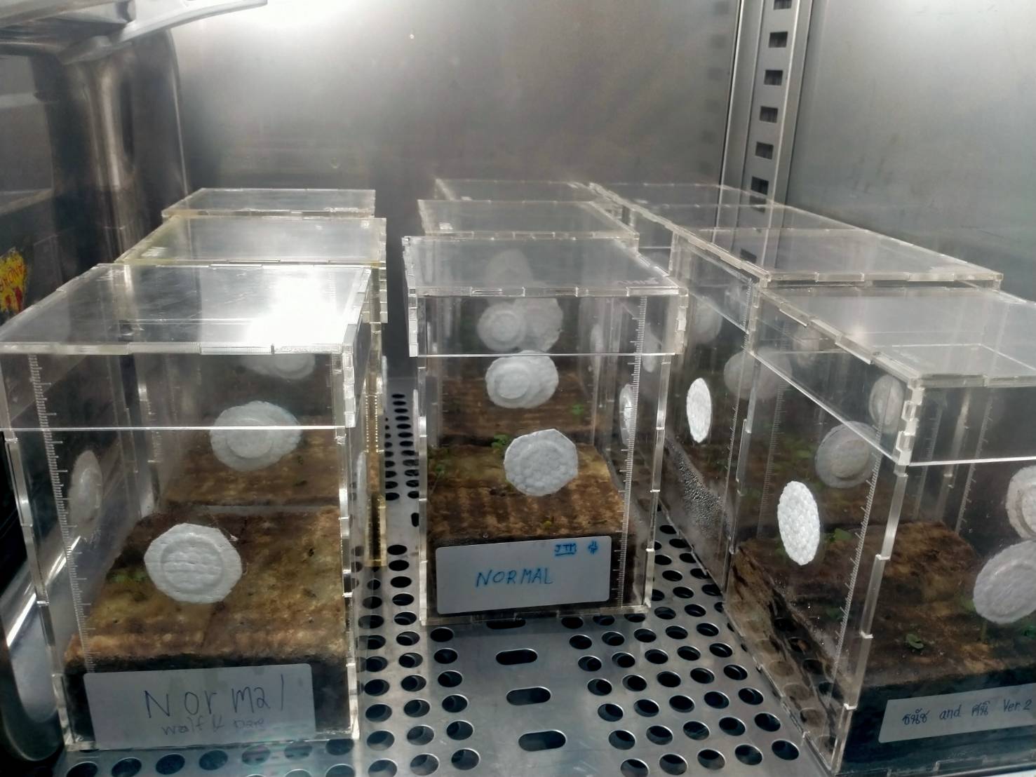 ข่าวการศึกษา - งอกแล้ว! ตามไปดูกิจกรรมการทดลองปลูกโหระพา สู่อวกาศ ของนักเรียนโรงเรียนสาธิต ม.พะเยา 