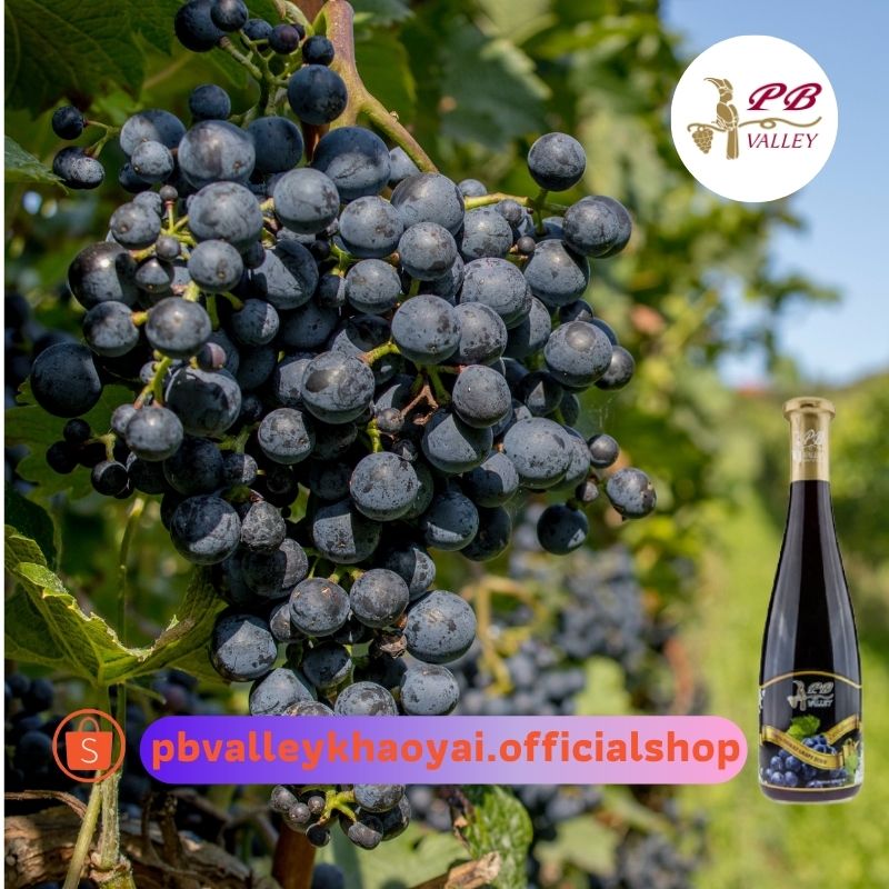 ข่าวอาหาร, เครื่องดื่ม - ซีราส (Shiraz) สายพันธ์องุ่นที่ได้รับความนิยมสำหรับผลิตไวน์ By พีบี วัลเล่ย์