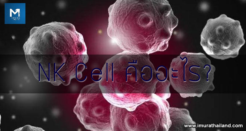 ข่าวประชาสัมพันธ์ - PR News NK Cell (Natural Killer Cell) หรืออาจเรียกว่า เซลล์นักฆ่าเพชรฆาต คืออะไร?