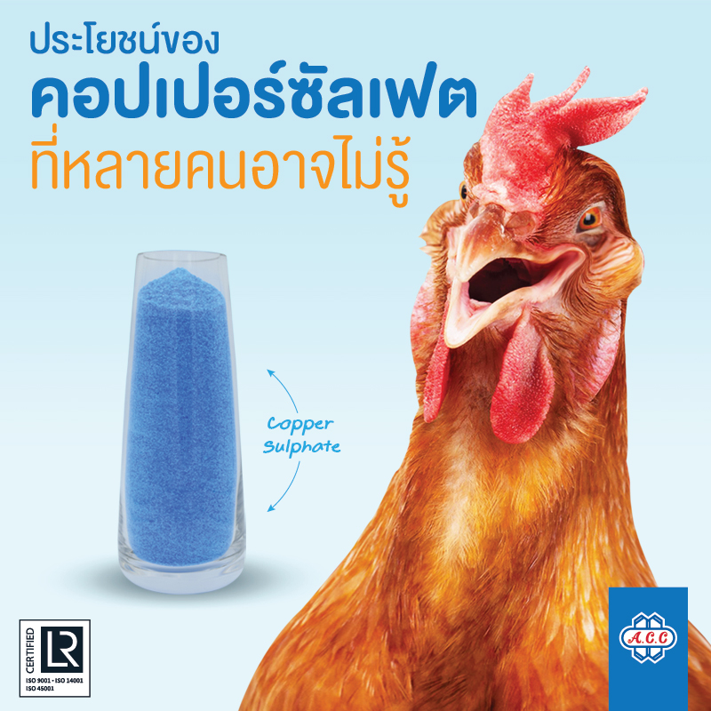 ข่าวสินค้า, บริการ - ประโยชน์ของ คอปเปอร์ซัลเฟต ที่หลายคนอาจไม่รู้