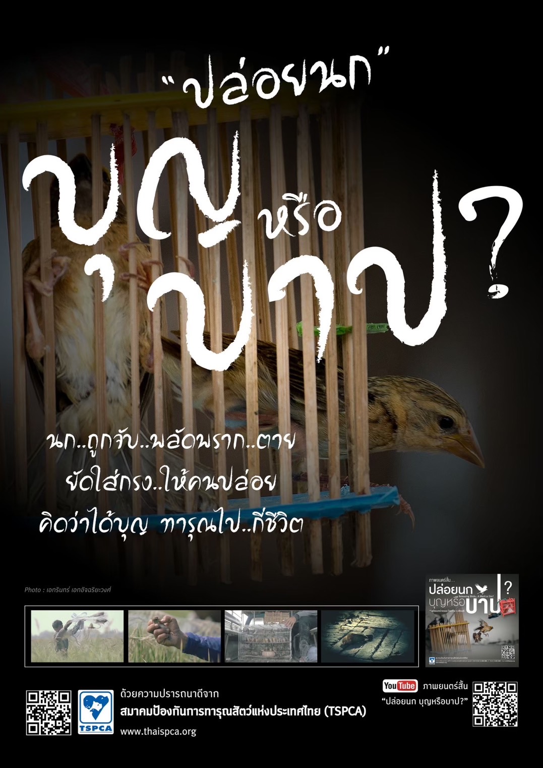 ข่าวสัตว์เลี้ยง - ทำบุญไม่ทารุณสัตว์ ทิ้งสัตว์ไม่สมควรเสี่ยงผิดกฎหมาย