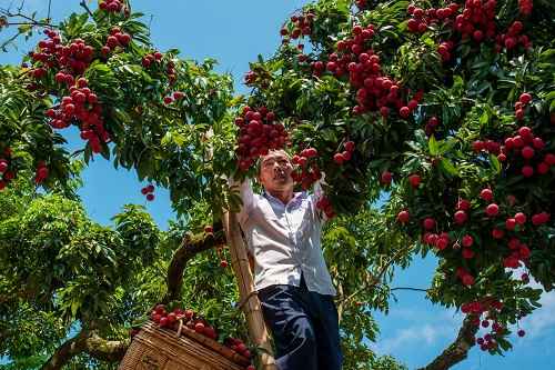 ข่าวไลฟ์สไตล์ - Xinhua Silk Road: เมืองกุ้ยผิงทางตอนใต้ของจีนจัดงานฉลองฤดูเก็บเกี่ยวลิ้นจี่