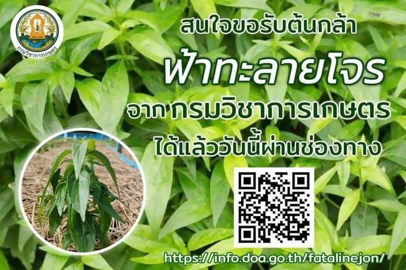 กรมวิชาการเกษตร แจก