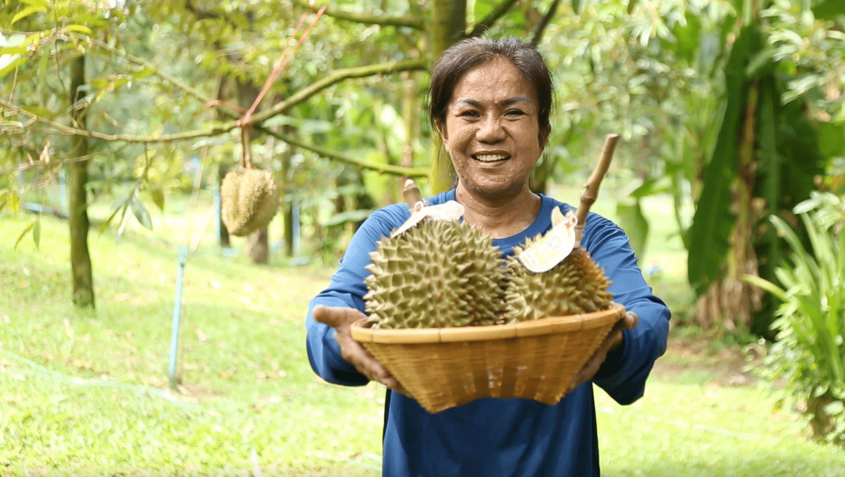 ข่าวการเกษตร - รู้ไหม.. ทุเรียนปราจีนก็มีดี รสชาติดีหวานละมุนลิ้น  และยกระดับสินค้าด้วยระบบ QR Trace On Cloud