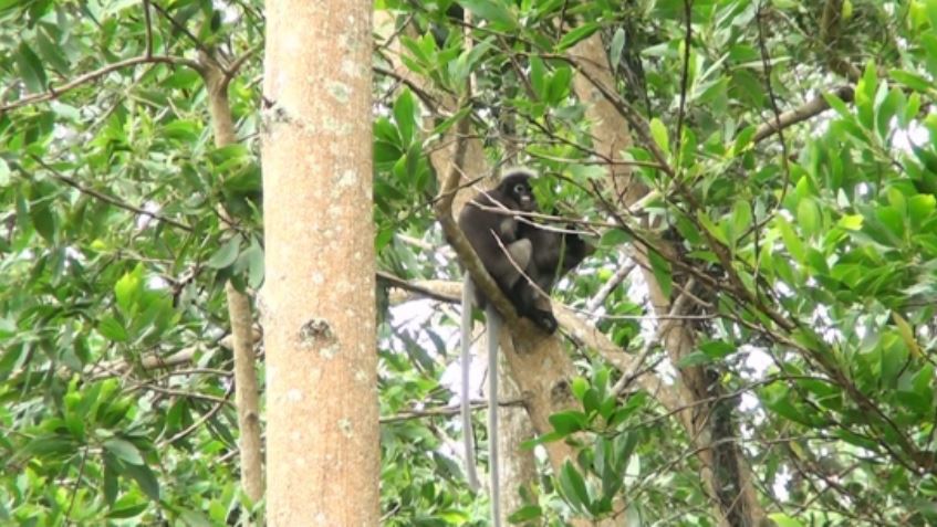 ข่าวธุรกิจ, สังคม - ชาวบ้านร้องค่างแว่นถูกไฟฟ้าช็อตเจ็บ-ตายหลายตัว วอนจนท.เร่งแก้ปัญหาหวั่นดับเพิ่ม