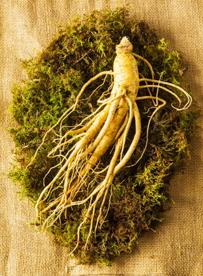 ข่าวท่องเที่ยว - สมาคมโสมเกาหลีประกาศวันจัดงาน Ginseng Expo 2022