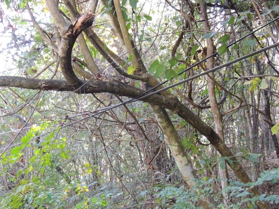 ข่าวราชการ, รัฐวิสาหกิจ - อันตรายอยู่แค่เอื้อม สายไฟฟ้า-สายสื่อสาร พันกันมั่ว แถมกิ่งไม้ใบไม้คลุมทับ จ.ราชบุรี 