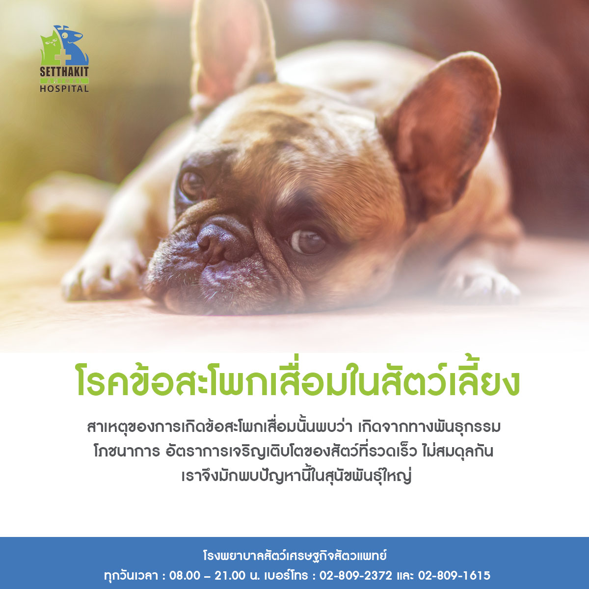 ข่าวสัตว์เลี้ยง - โรคข้อสะโพกเสื่อมในสัตว์เลี้ยง โรงพยาบาลสัตว์เศรษฐกิจสัตวแพทย์