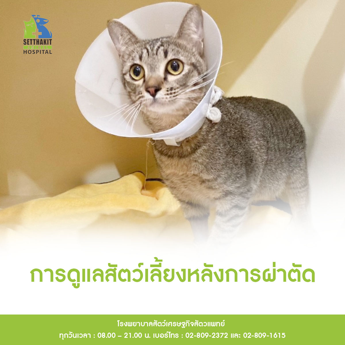 ข่าวสัตว์เลี้ยง - การดูแลสัตว์เลี้ยงหลังการผ่าตัด