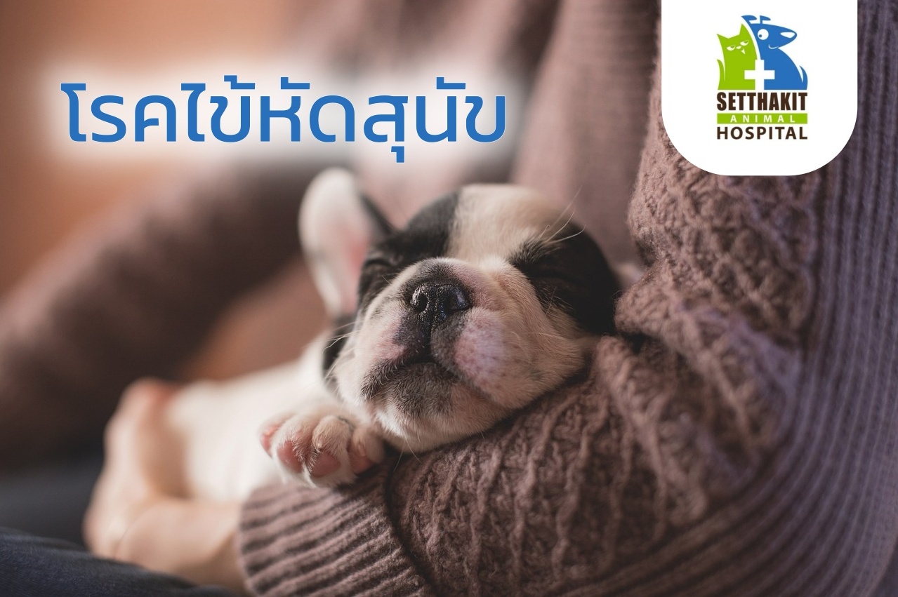 ข่าวประชาสัมพันธ์ - PR News โรคไข้หัดสุนัข - โรงพยาบาลสัตว์เศรษฐกิจสัตวแพทย์
