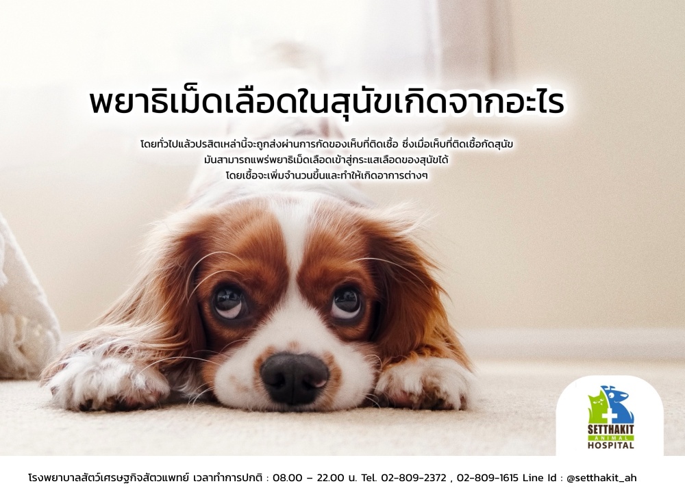 ข่าวประชาสัมพันธ์ - PR News พยาธิเม็ดเลือดในสุนัขเกิดจากอะไร
