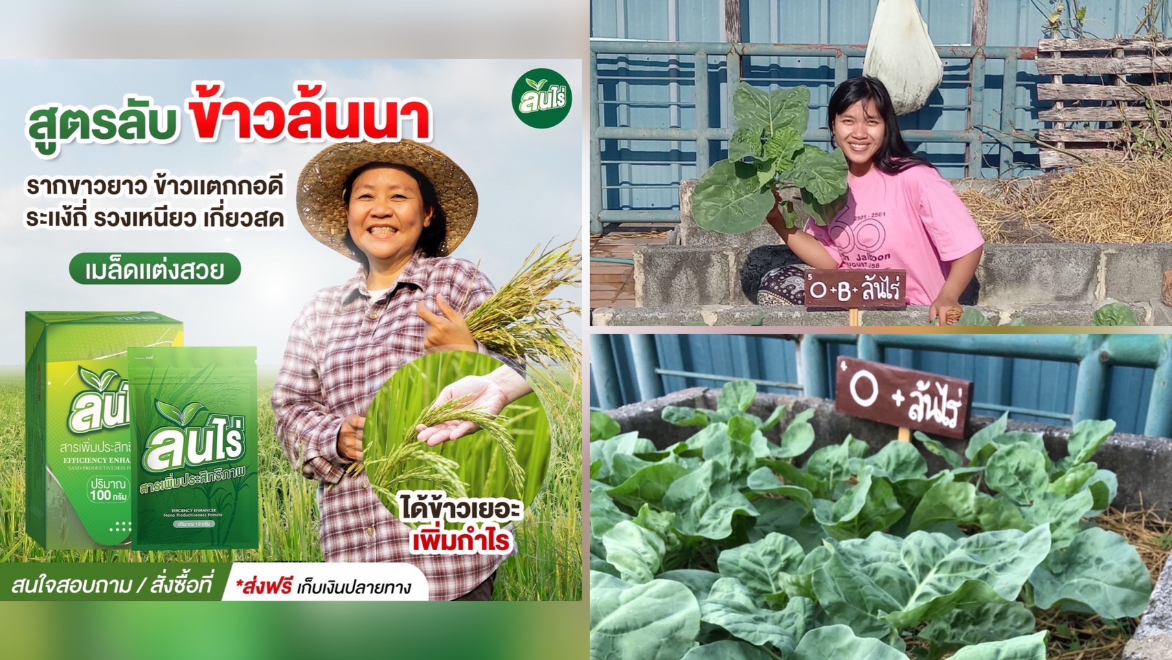 ข่าวประชาสัมพันธ์ - PR News ล้นไร่ วิตามินสำหรับพืช ช่วยให้พืชแข็งแรง เจริญเติบโตได้ในทุกสภาวะแวดล้อม 