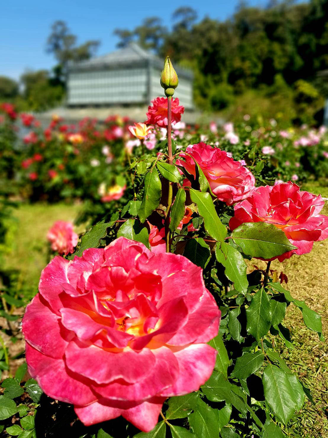 ท่องเที่ยว - Rose Garden สวนกุหลาบแห่งรัก พักหัวใจที่สวนพฤกษศาสตร์สมเด็จพระนางเจ้าสิริกิติ์