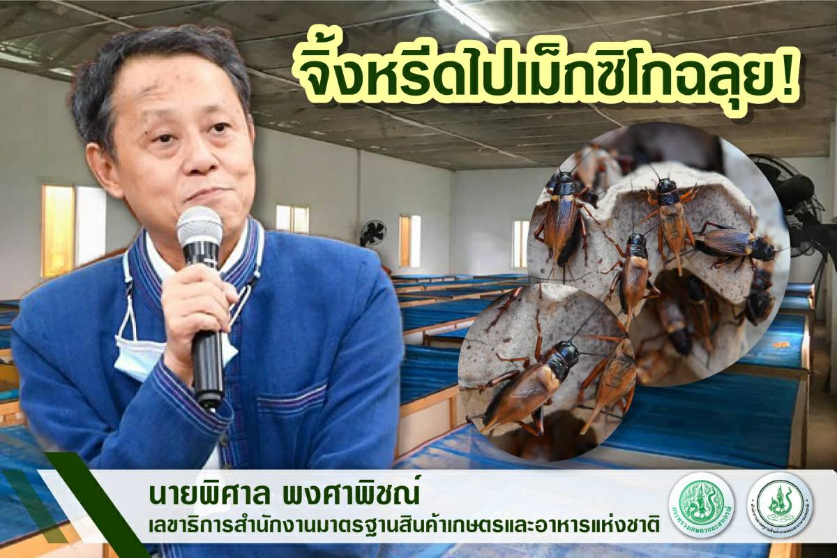 ข่าวเศรษฐกิจ, การเงิน - มกอช. เจรจาผ่านฉลุย เม็กซิโกอนุญาตนำเข้าจิ้งหรีดไทย