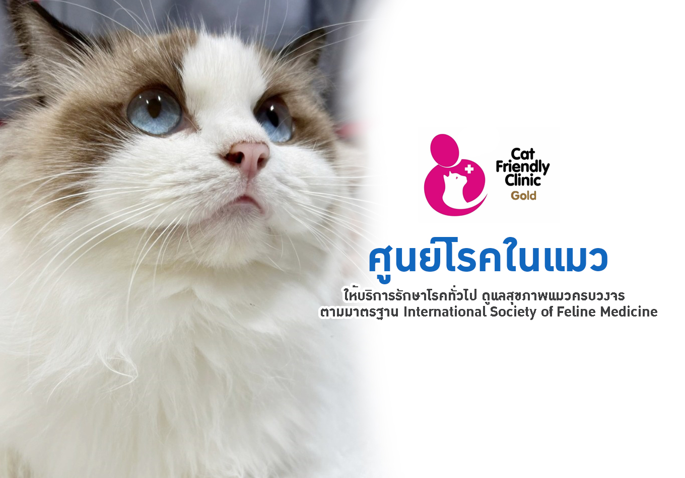 ข่าวสัตว์เลี้ยง - ศูนย์โรคในแมว CAT FRIENDLY CLINIC - โรงพยาบาลสัตว์เศรษฐกิจสัตวแพทย์