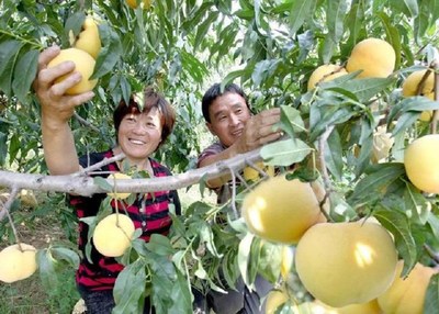 ข่าวการเกษตร - Xinhua Silk Road: เกษตรกรปลูกต้นท้อในอำเภอเหมิงหยินมีชีวิตที่หอมหวาน