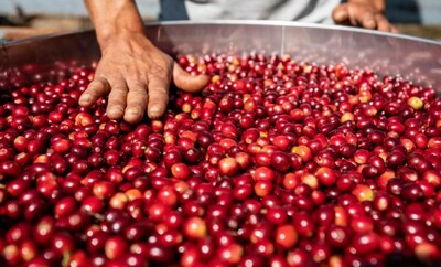 ข่าวเศรษฐกิจ, การเงิน - Xinhua Silk Road: ผลิตภัณฑ์กาแฟชั้นเลิศช่วยสร้างชีวิตชีวาให้กับเมืองผูเอ่อร์ เมืองหลวงแห่งกาแฟของจีน
