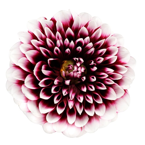 ข่าวยานยนต์ - แอ็กซอลตา ประกาศเทรนด์สีรถยนต์ปี 2022 ได้แก่ สีรอยัล มาเจนต้า (Royal Magenta)