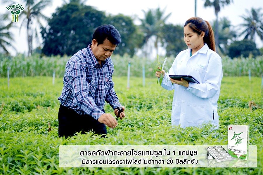 ข่าวสุขภาพ - สารสกัดฟ้าทะลายโจรแคปซูล ของ ไทยเฮิร์บ 