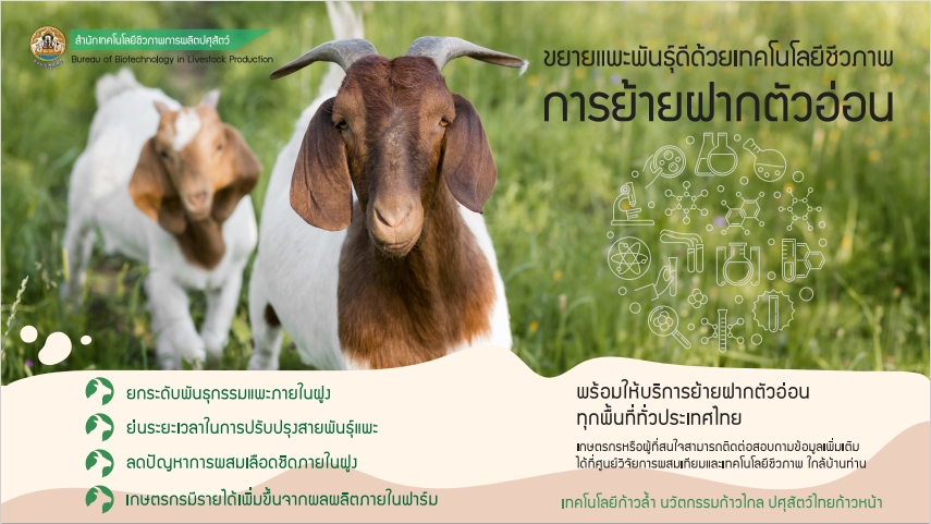 ข่าวการเกษตร - กรมปศุสัตว์  ยกระดับการขยายพันธุ์ดีด้วยเทคโนโลยีชีวภาพ  