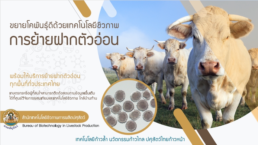 ข่าวการเกษตร - กรมปศุสัตว์  ใช้เทคโนโลยีชีวภาพ ด้วยวิธีการย้ายฝากตัวอ่อน