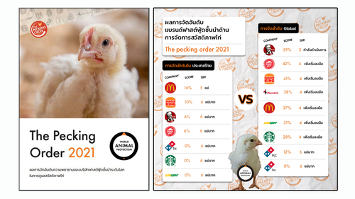 องค์กรพิทักษ์สัตว์แห่งโลก เปิดรายงานล่าสุดชี้ช่องว่างสวัสดิภาพไก่ฟาร์ม