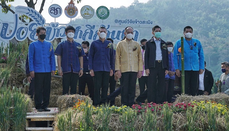 ข่าวการเกษตร - ข้าวสาลี...เงินล้าน โภชนาการสูง ปลูกง่ายรายได้ดี 