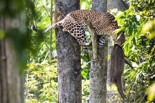 ข่าวการศึกษา - กรมอุทยานแห่งชาติฯ จับมือเครือเจริญโภคภัณฑ์และบริษัทในเครือ 