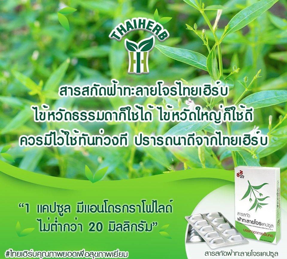 ข่าวสุขภาพ - ไทยเฮิร์บ แนะนำวิธีรับประทานฟ้าทะลายโจรให้ถูกต้อง 