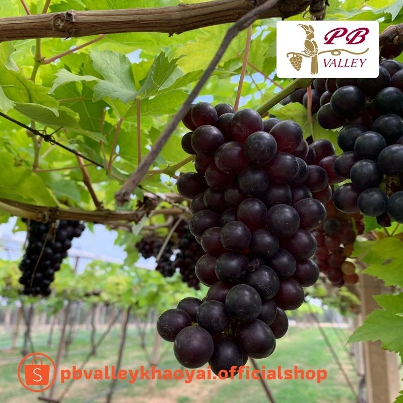 ข่าวอาหาร, เครื่องดื่ม - Let?s talk about grapes?