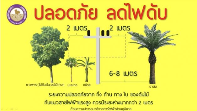 ข่าวราชการ, รัฐวิสาหกิจ - PEA ขอความร่วมมือ หลีกเลี่ยงปลูกต้นไม้สูง ใต้แนวสายไฟฟ้า เพื่อความปลอดภัย
