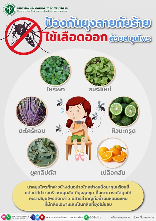 ข่าวสุขภาพ - แพทย์แผนไทยเผย 6 สมุนไพรช่วยไล่ยุง 